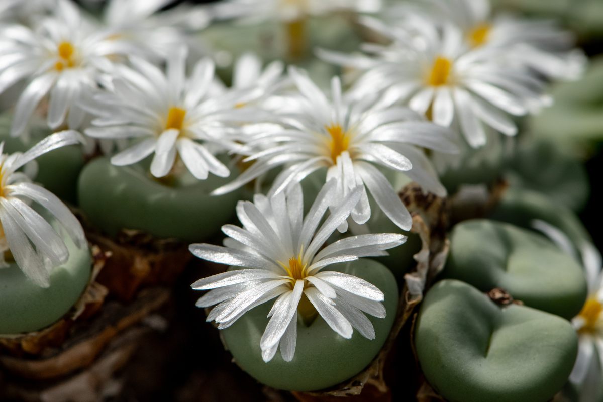 A close-up of <em>Conophytum minutum</em> var. <em>minutum</em>, with white flowers.