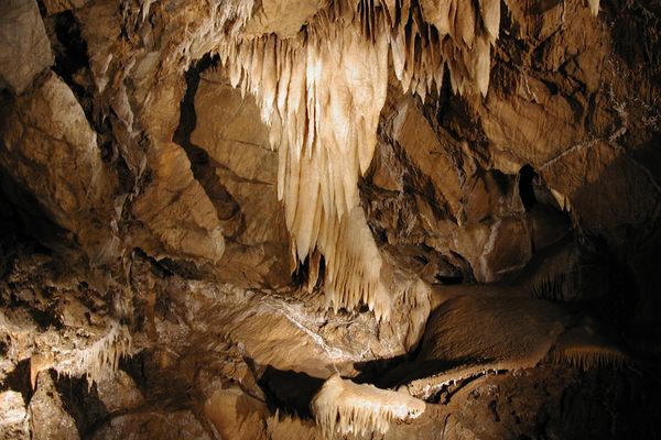 Halectites at Black Chasm Cavern in Volcano, CA.