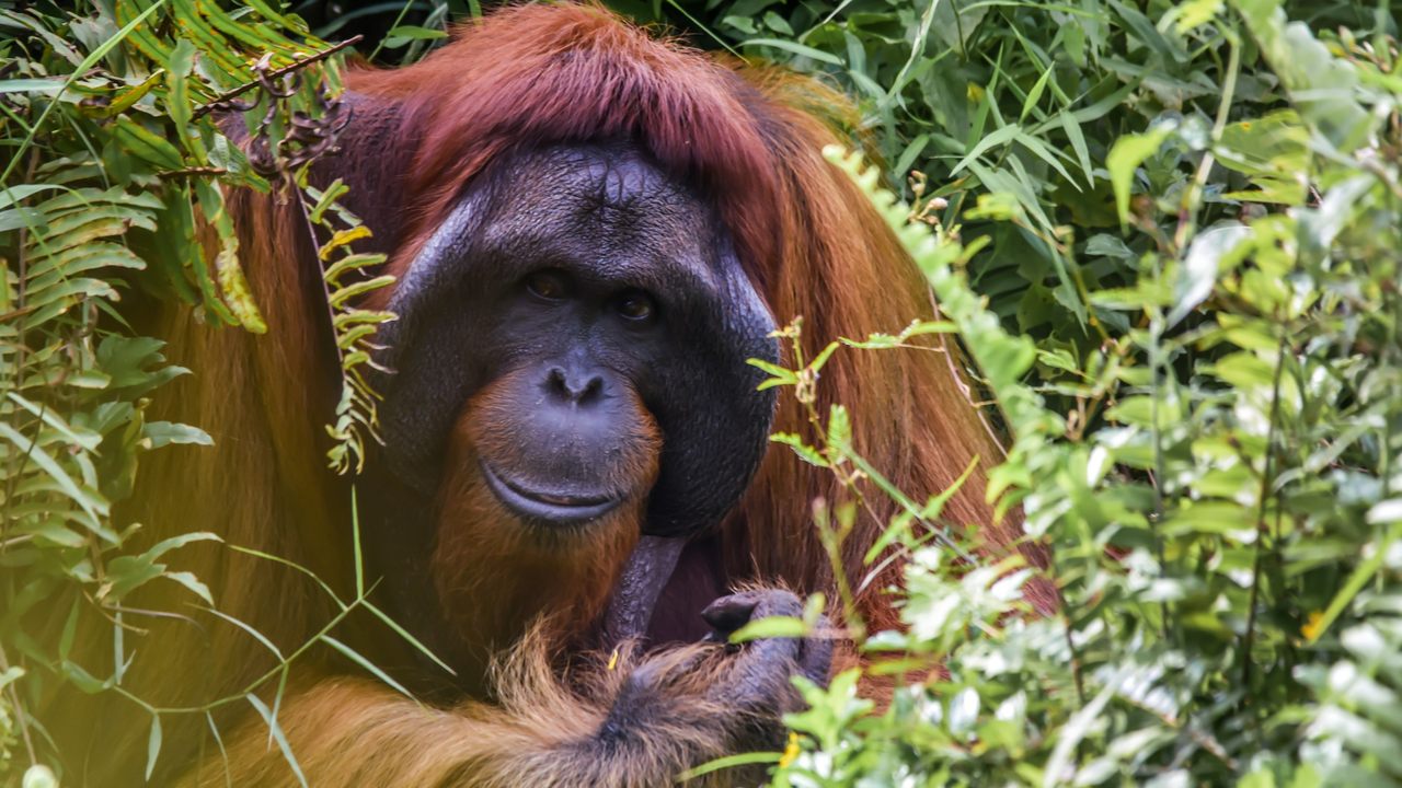 Borneo orangutan