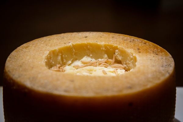 Casu Marzu, Sardinia’s maggot-infested cheese.